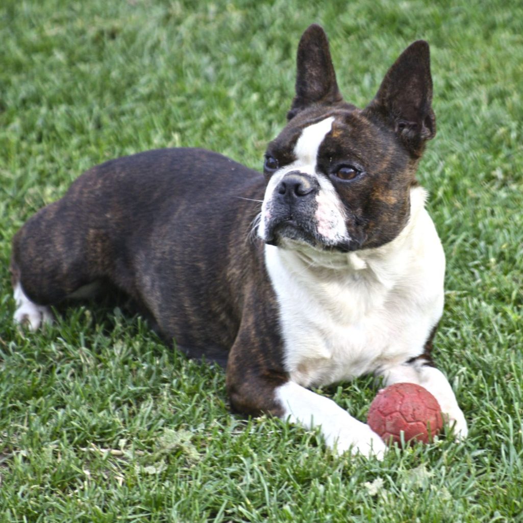 BOSTON´S PARADISE MIA